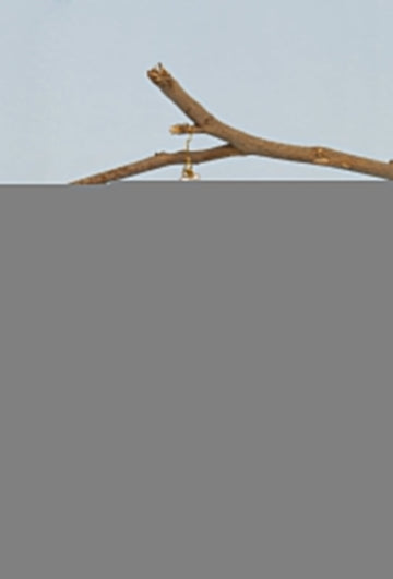 Pair of German Silver Traditional Designer Light Mogra Pearl Gold Plated 3 Layer Earchain